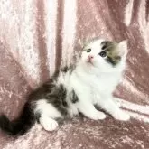 アメリカンカール【三重県・女の子・2024年8月23日・ブラウンタビーアンドホワイト】の写真1