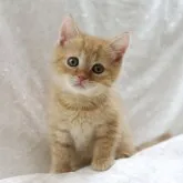 ブリティッシュショートヘア【三重県・男の子・2023年6月23日・レッドタビー】の写真1「撮影日:2023/07/29 珍しいカラー!!」