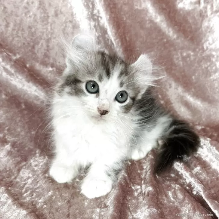 JN 様のお迎えした子猫