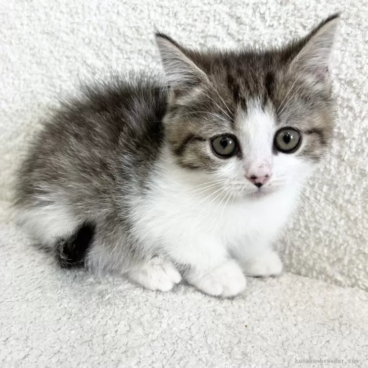 みなみ 様のお迎えした子猫