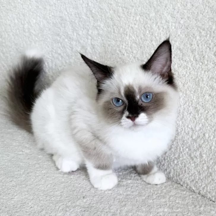 ID：2506-02410の子猫