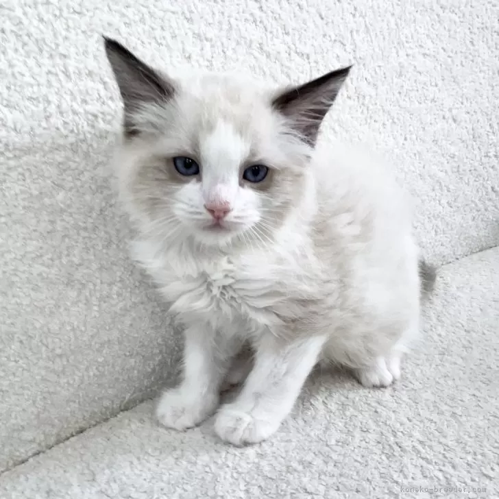 ID:2504-02947の子猫