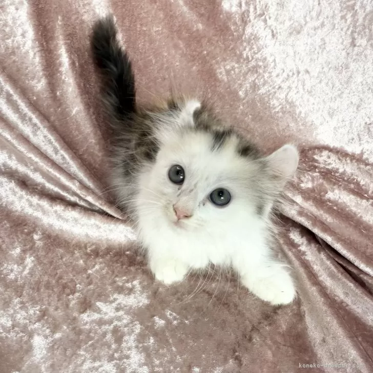 M.Y 様のお迎えした子猫