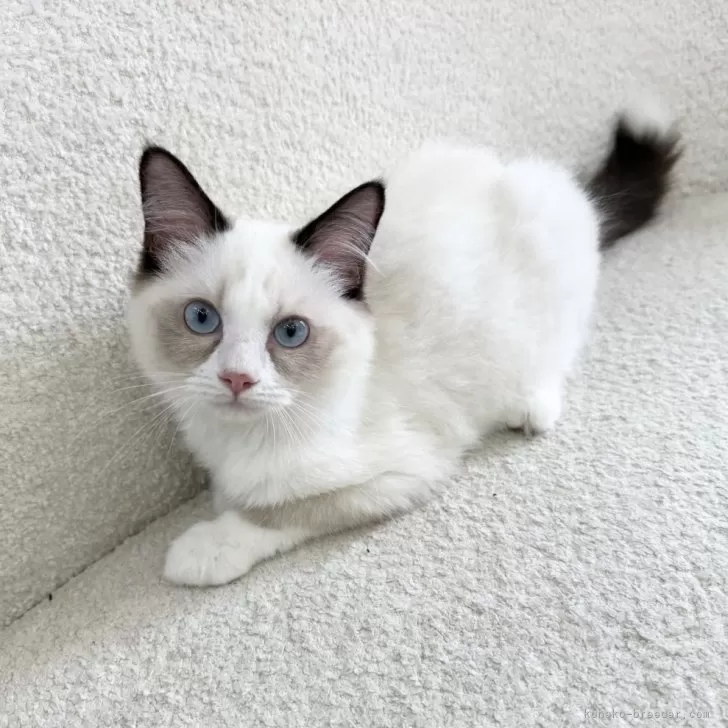 ID：2506-02414の子猫