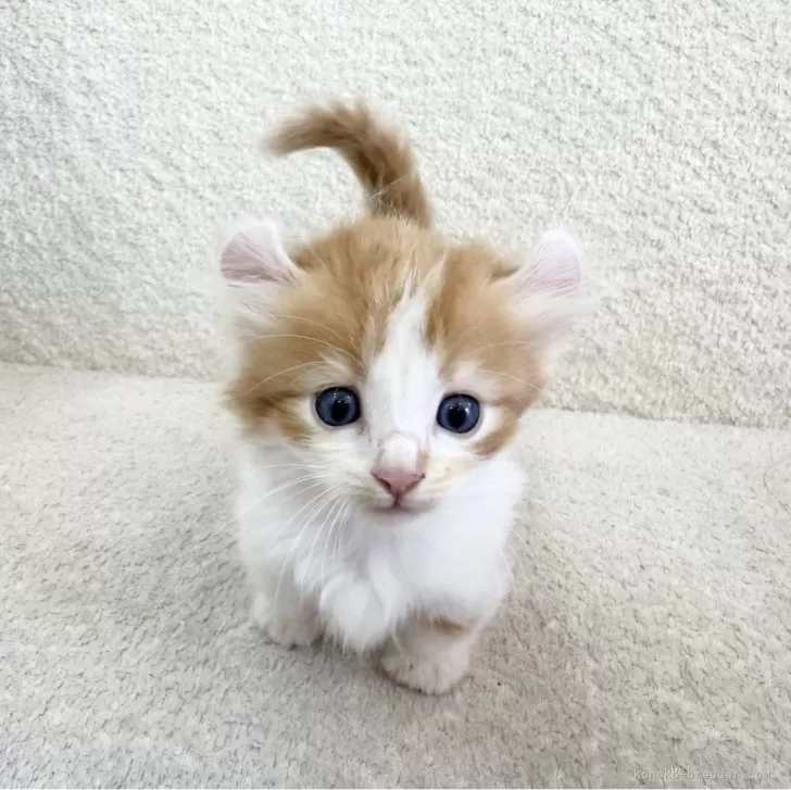 ID:2508-00099の子猫