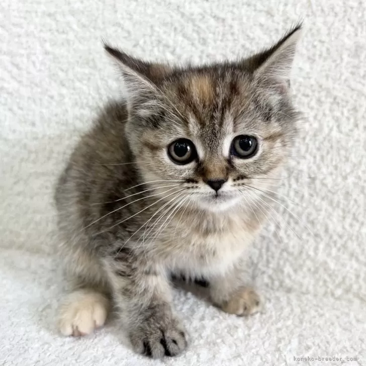 ID:2504-02944の子猫