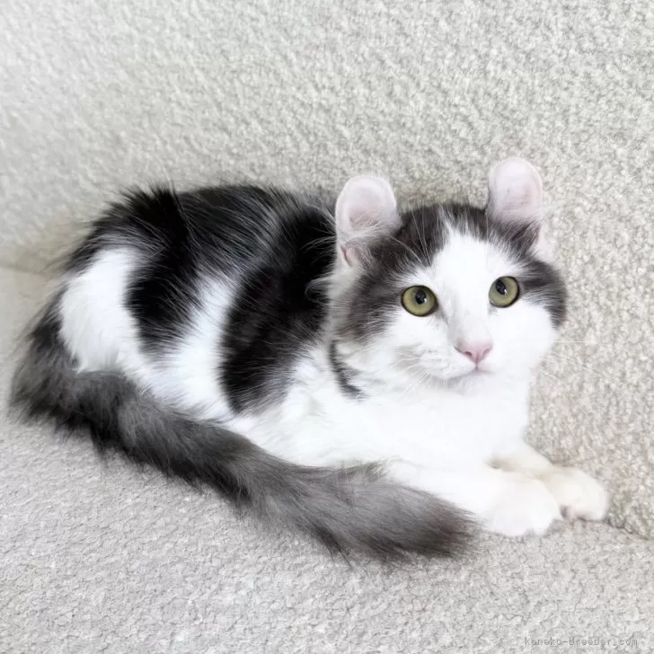 アメリカンカール【三重県・女の子・2025年6月20日・シルバートービーアンドホワイト】の写真1