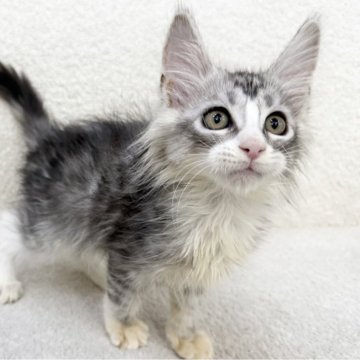 メインクーン【三重県・男の子・2025年9月6日・シルバータビー&ホワイト】の写真「美男子！アイラインがくっきり！」