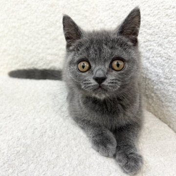 ブリティッシュショートヘア【三重県・男の子・2025年3月20日・ブルー】の写真「まん丸お顔のおめめくりくりブリティッシュ！」