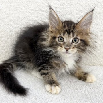 メインクーン【三重県・男の子・2025年9月6日・ブラウンタビー&ホワイト】の写真「毛量多めの男の子！」