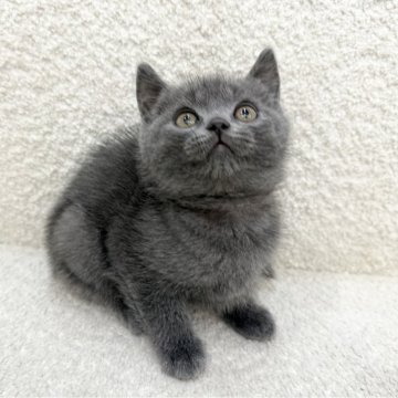 ブリティッシュショートヘア【三重県・女の子・2025年8月31日・ブルー】の写真「まんまるお顔の女の子！」