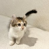 キンカロー