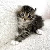 アメリカンカール【三重県・女の子・2025年6月27日・ブラウントービー&ホワイト】の写真1