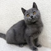 ブリティッシュショートヘア