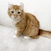 アメリカンカール
