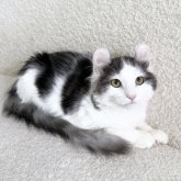 アメリカンカール