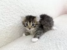 アメリカンカール【三重県・女の子・2025年6月27日・ブラウントービー&ホワイト】の写真2