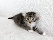 アメリカンカール【三重県・女の子・2025年6月27日・ブラウントービー&ホワイト】の写真3