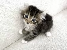 アメリカンカール【三重県・女の子・2025年6月27日・ブラウントービー&ホワイト】の写真4