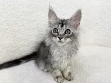 メインクーン【三重県・女の子・2025年9月6日・シルバートービー&ホワイト】の写真5