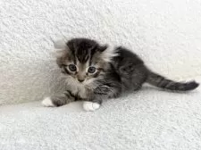 アメリカンカール【三重県・女の子・2025年6月27日・ブラウントービー&ホワイト】の写真5