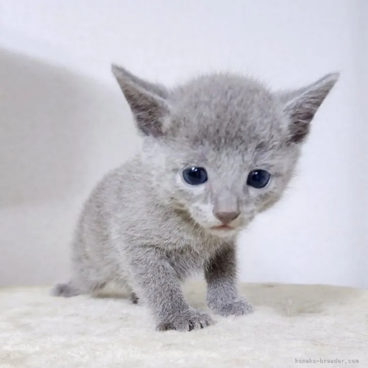 S.S 様のお迎えした子猫