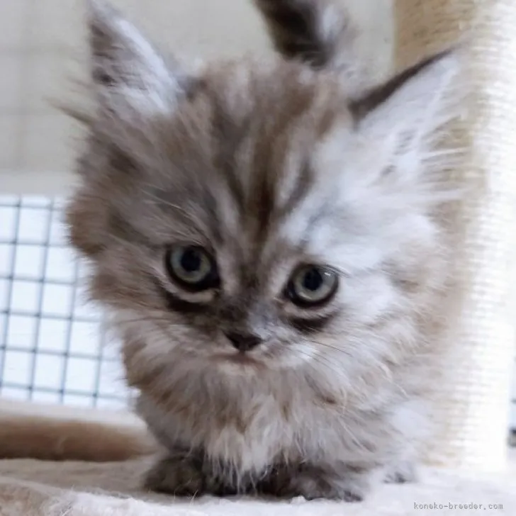 ID：2305-03364の子猫