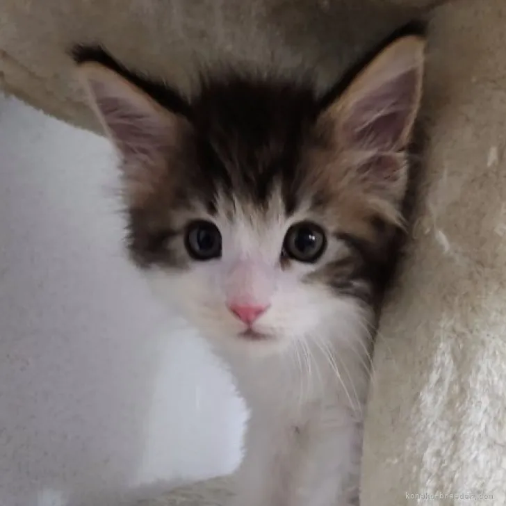 ID:2308-00970の子猫