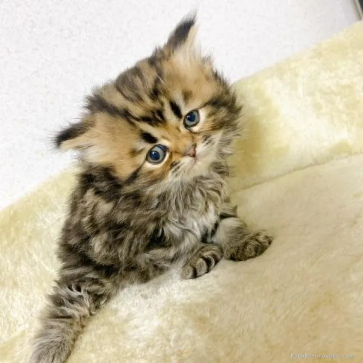 ID：2301-01234の子猫