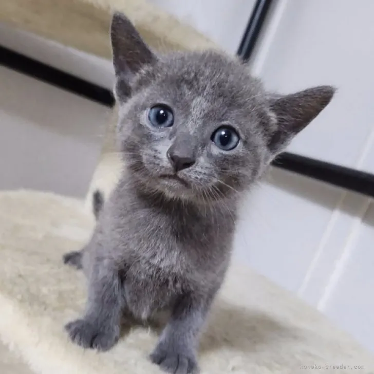 ID：2309-02131の子猫