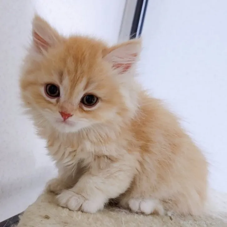 ID：2305-03365の子猫