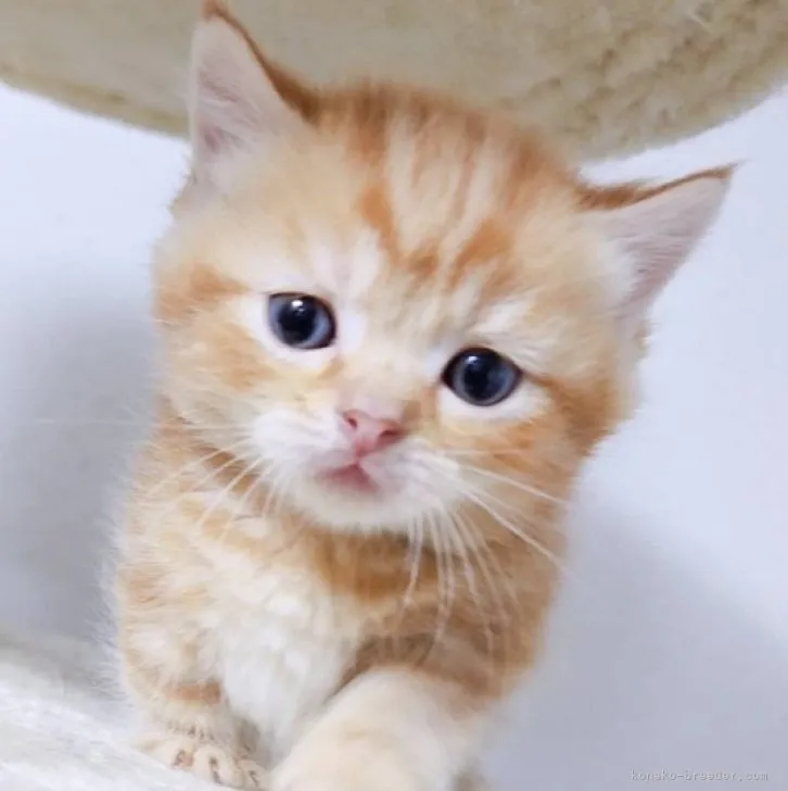 ID：2304-01204の子猫