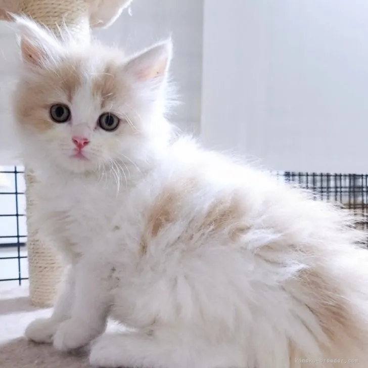 ID:2305-03352の子猫