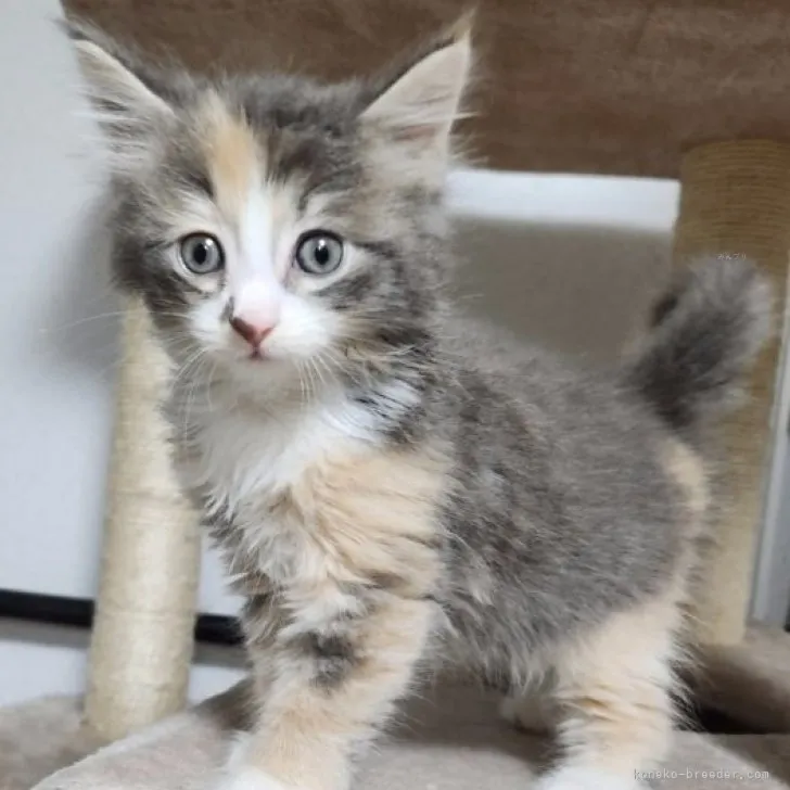 ID：2309-00035の子猫