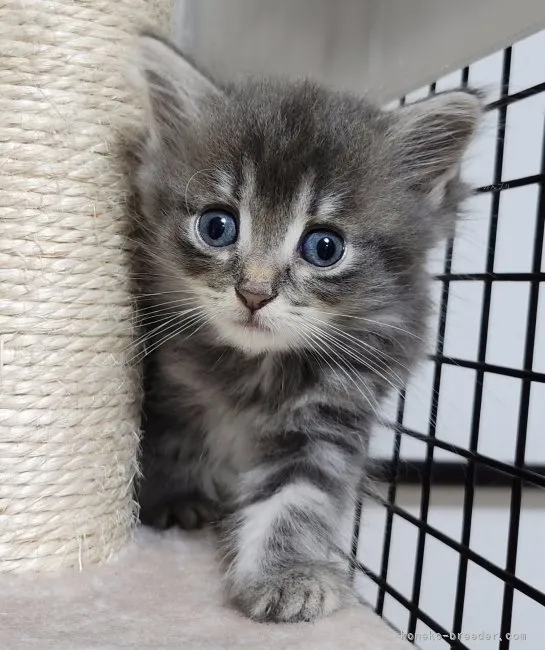 N.H 様のお迎えした子猫