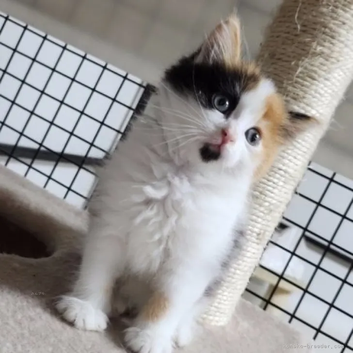 ID:2309-00039の子猫