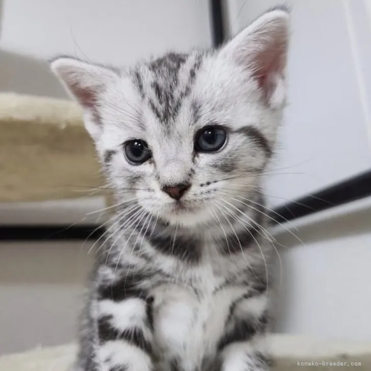 ID：2308-02058の子猫