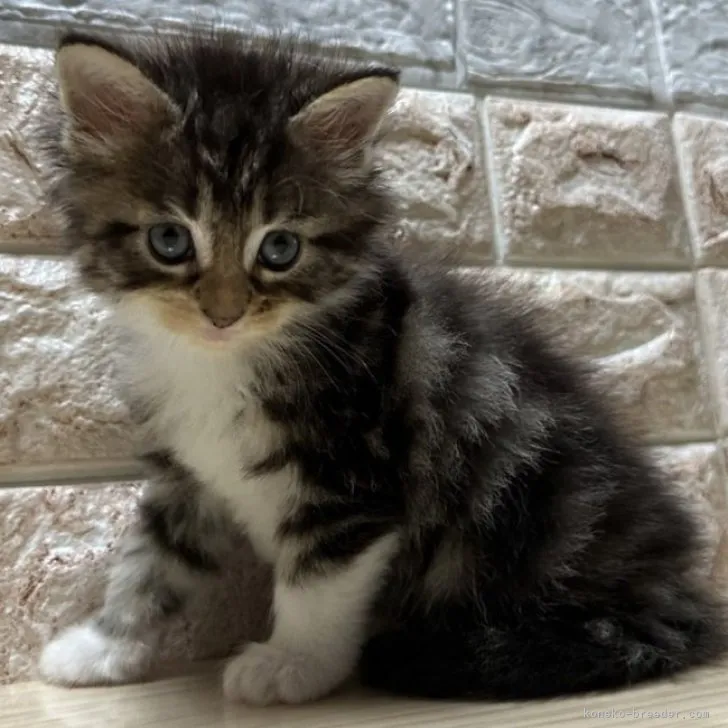 ID：2305-00088の子猫