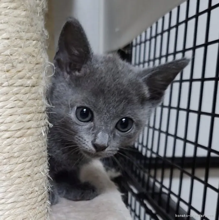 ID：2307-01644の子猫