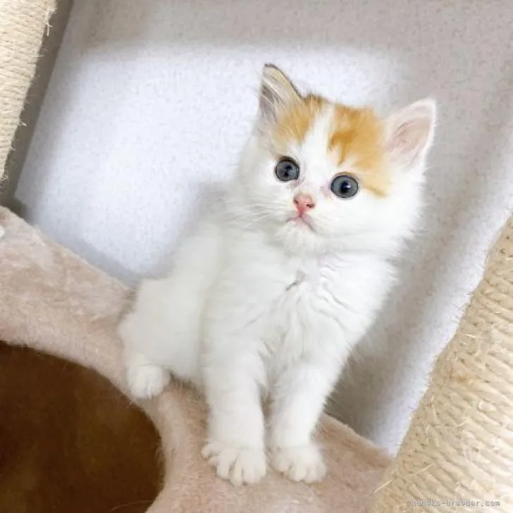 ID:2208-02208の子猫