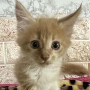 メインクーン【千葉県・男の子・2022年11月23日・レッドタビー&ホワイト】の写真「ちょっとヤンチャな男の子❗」