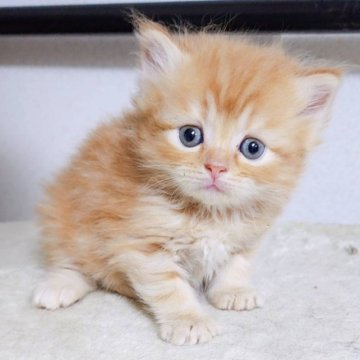 ミヌエット(長足)【千葉県・男の子・2023年2月28日・レッドタビー】の写真「可愛いらしい顔の男の子❗」