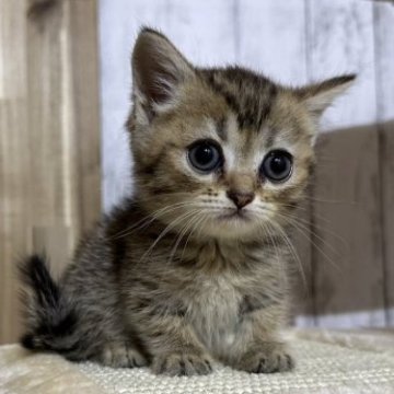 ミヌエット(短足)【千葉県・男の子・2023年3月21日・ブラウンタビー】の写真「優しい顔立ちの男の子❗」