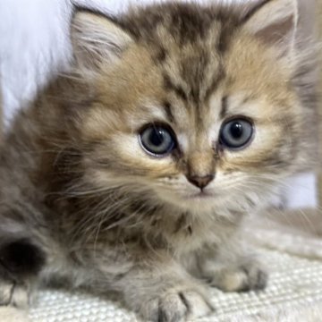 ミヌエット(長足)【千葉県・女の子・2023年3月21日・チンチラゴールデン】の写真「オチャメな女の子❗」