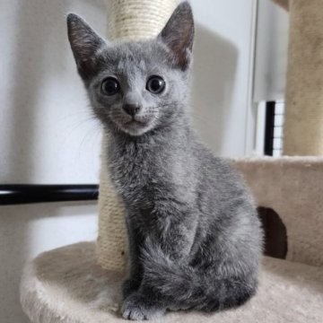 ロシアンブルー【千葉県・女の子・2023年5月11日・ブルー】の写真「大人しくマイペースな女の子❗」