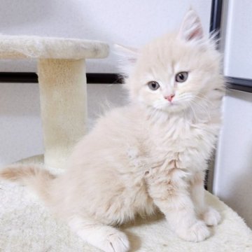 サイベリアン【千葉県・男の子・2023年4月2日・クリームタビー】の写真「２日間限定販売❗イケメンな男の子！」