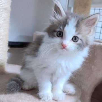 メインクーン【千葉県・女の子・2023年5月7日・ブルータビー&ホワイト】の写真「綺麗な色の美人な女の子❗」