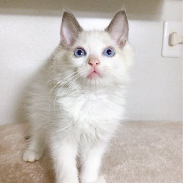 ラグドール【千葉県・男の子・2023年5月30日・ブルーポイントバイカラー】の写真「人懐っこい男の子❗」