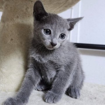ロシアンブルー【千葉県・男の子・2023年5月11日・ブルー】の写真「可愛らしい男の子❗」