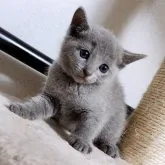 ロシアンブルー【千葉県・女の子・2023年3月14日・ブルー】の写真1